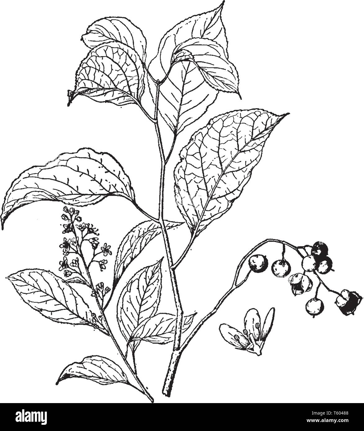 Celastrus Scandens is known as false bitter sweet and wax work. The shrub is growing up to twenty feet tall, vintage line drawing or engraving illustr Stock Vector