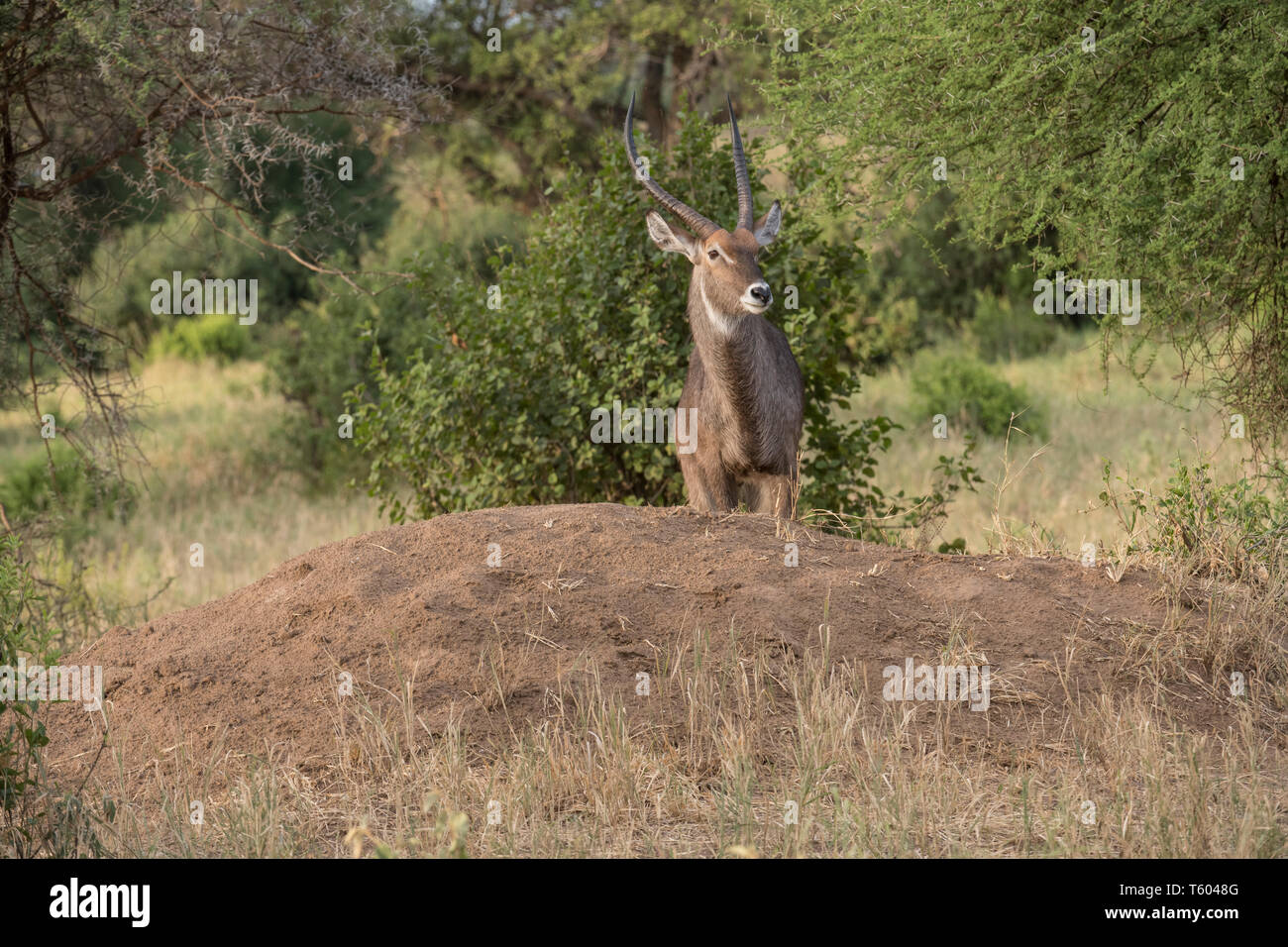 Waterbuck standing on old termite mound, Tarangire National Park, Tanzania Stock Photo