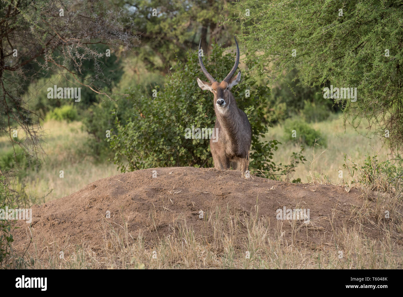 Waterbuck standing on old termite mound, Tarangire National Park, Tanzania Stock Photo