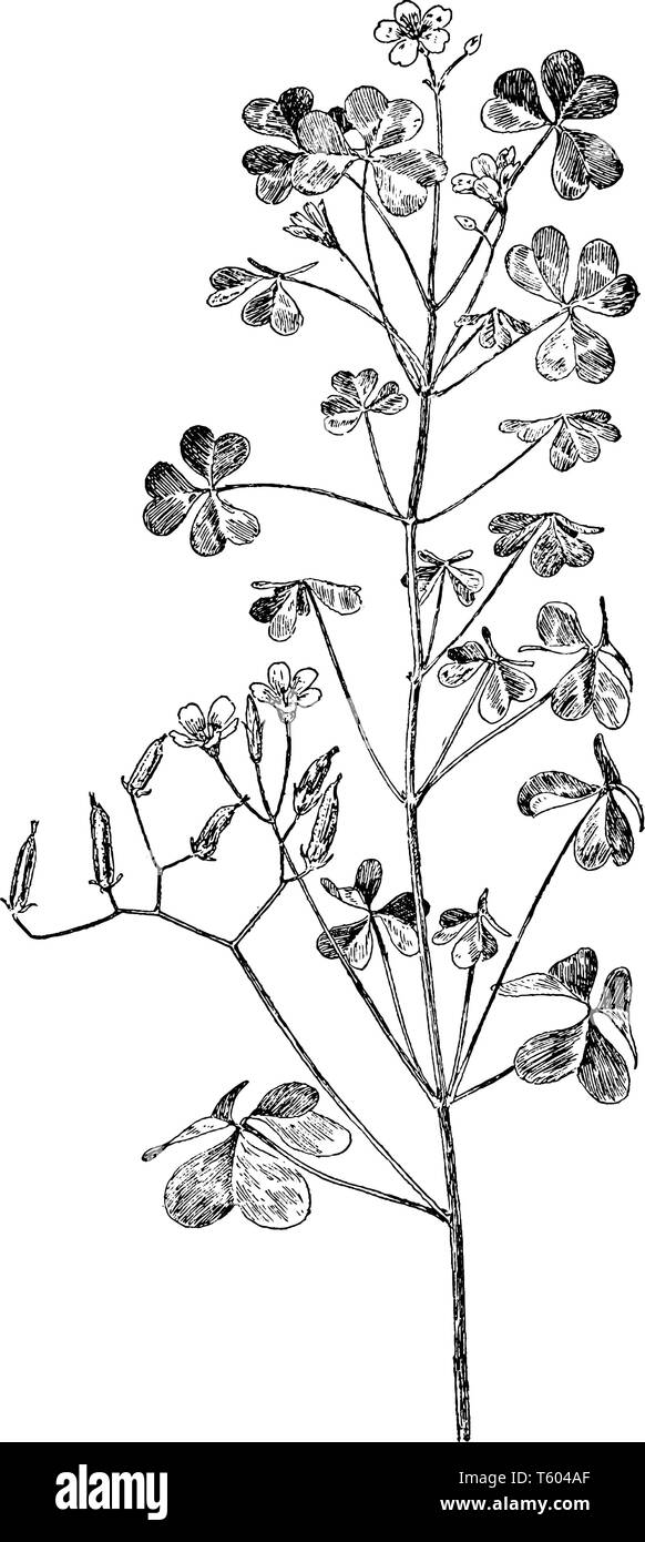 Picture Shows Yellow Wood Sorrel Flower Plant The Clover Shaped Leaves Of The Yellow Wood Sorrel Are Relatively Small The Small Capsule Like Fruits Stock Vector Image Art Alamy