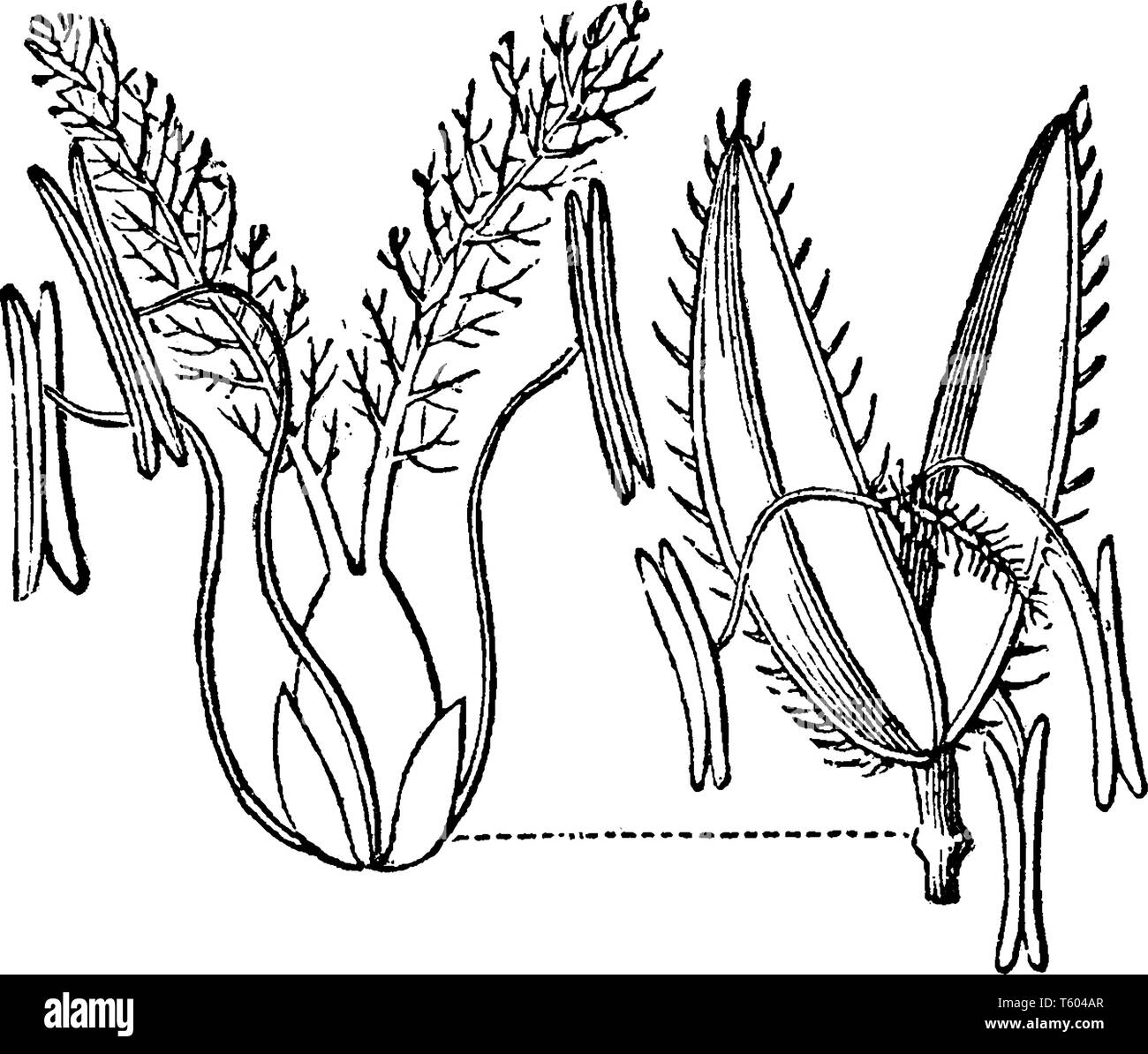 Rice Cutgrass is 2-3' tall and the leaves are narrow, very rough to touch and small sharply-toothed leaf margins, vintage line drawing or engraving il Stock Vector