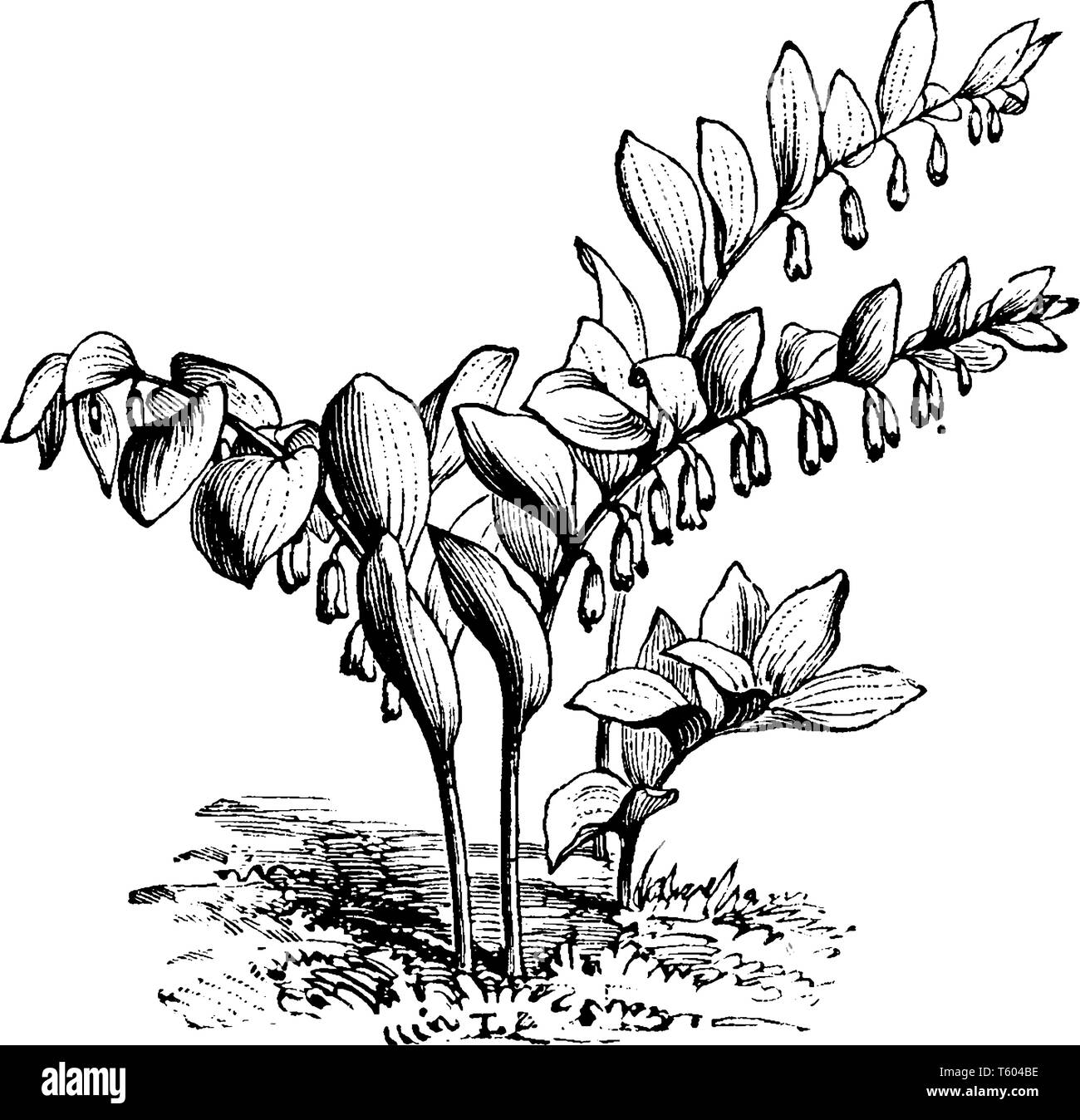 An illustration of a Polygonum Japonicum plant in the buckwheat family. Polygonum Japonicum is a species of flowers of about 220 species in polygonace Stock Vector