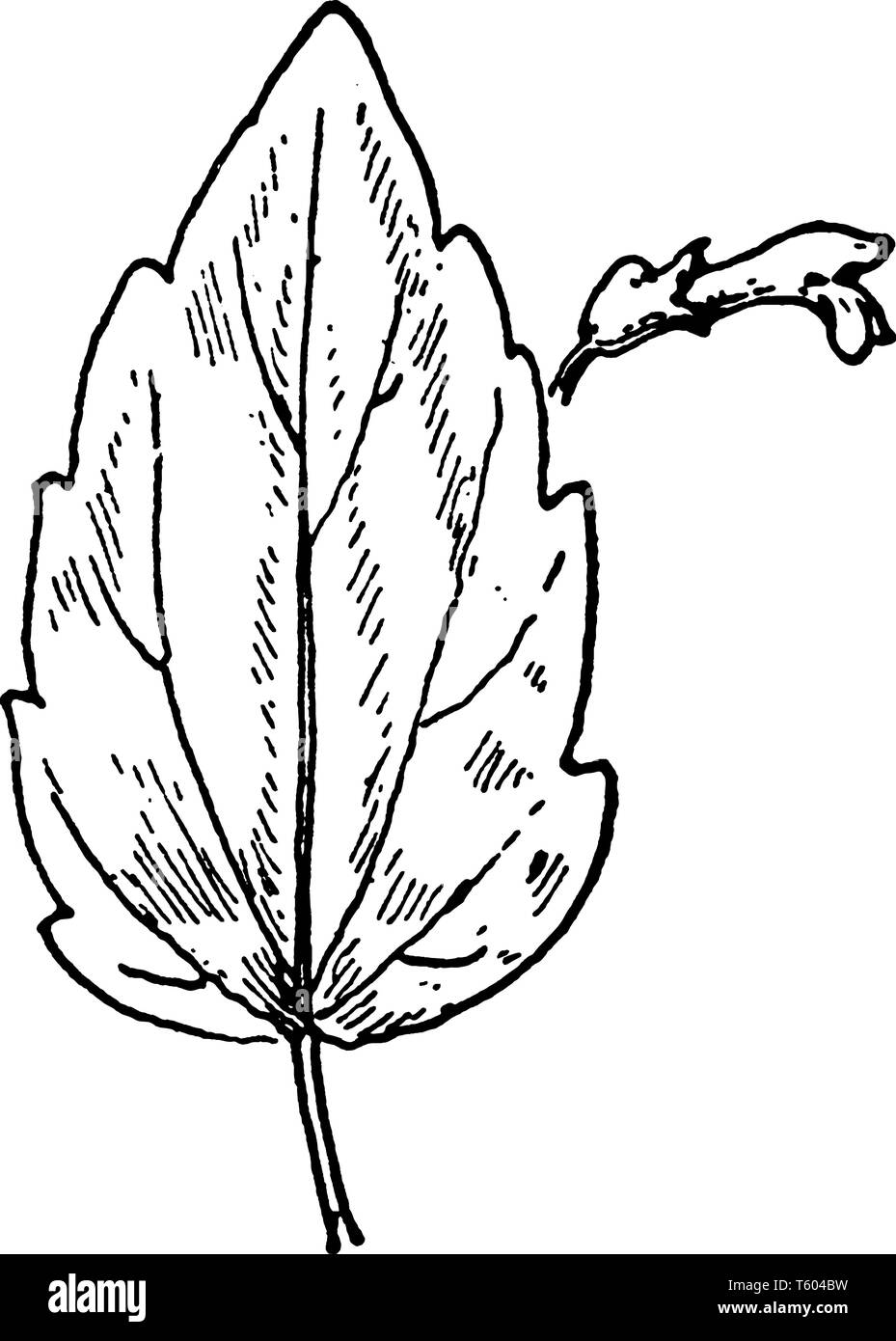 A picture shows the S. nervosa Skullcap leaves and flower. Its leaves are long, narrow, sharp toothed-edges and flowers are purple, bell shaped. Upper Stock Vector