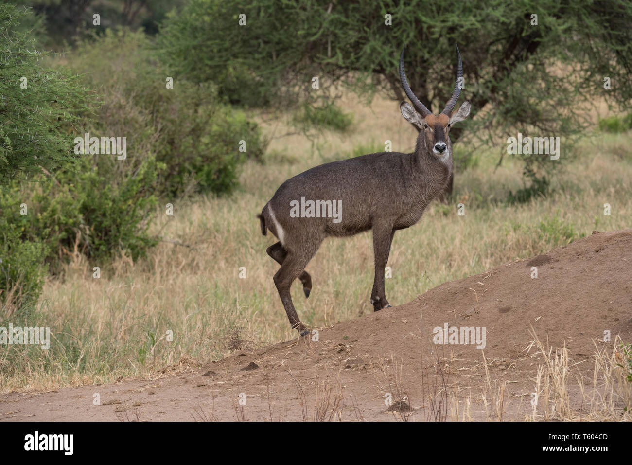 Waterbuck standing on old termite mound, Tarangire National Park, Tanzania Stock Photo