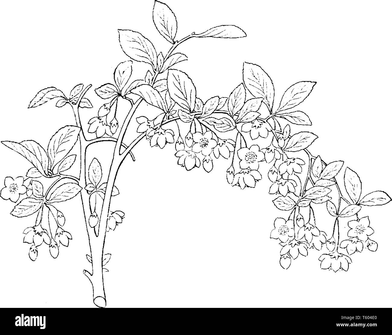 Styrax Japonica is well-known as the Japanese snowbell, is native China, Japan, and Korea in family Styracaceae, vintage line drawing or engraving ill Stock Vector