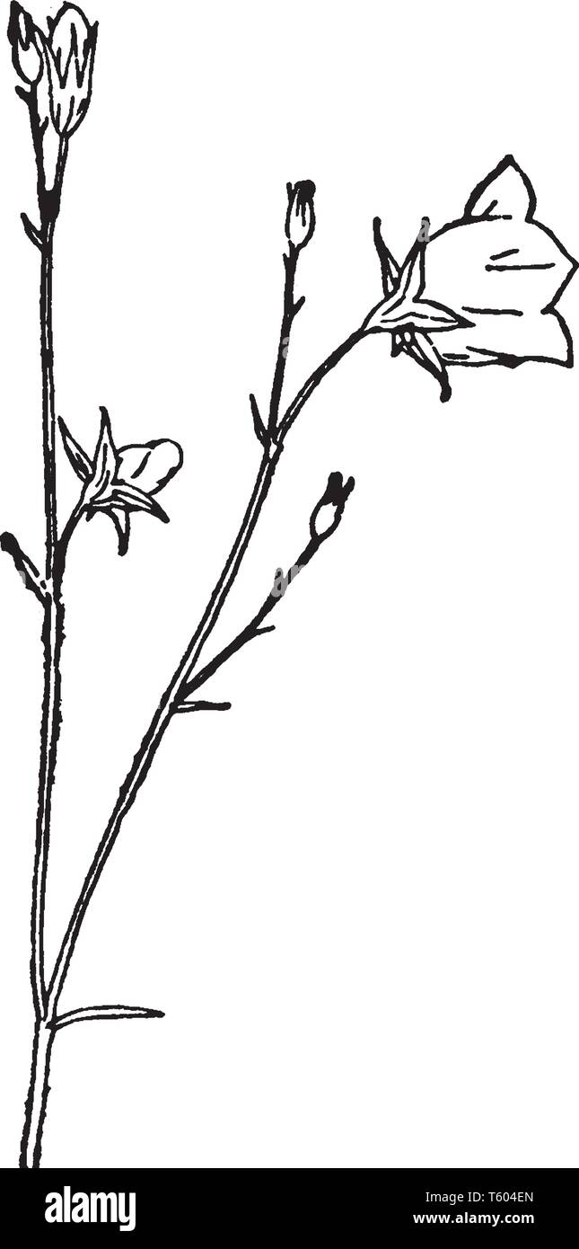 This is a picture of type of flower of Campanula. Its flowers are bell shaped and pale blue in color. There are flower bud are at a top of stalk, vint Stock Vector