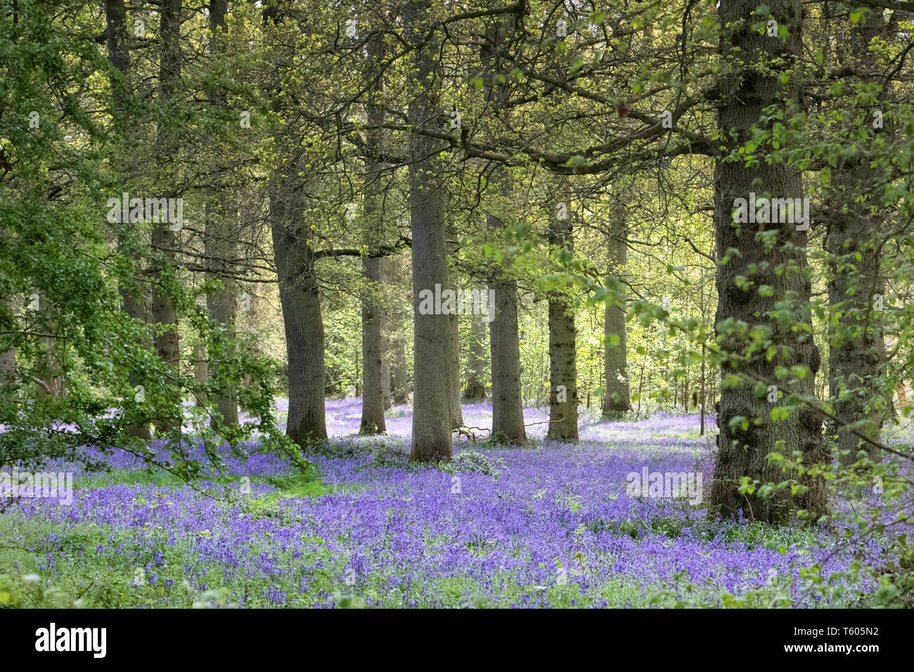 Carpets of Bluebells in springtime Stock Photo