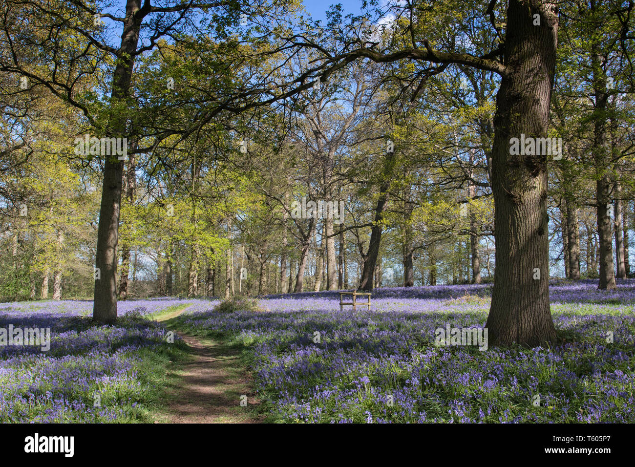 Carpets of Bluebells in springtime Stock Photo
