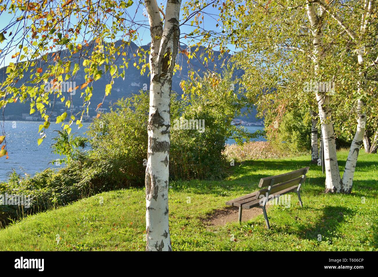 Beautiful close-up view to white birch trees and a bench at the Garlate lakefront in a sunny autumn day. Stock Photo