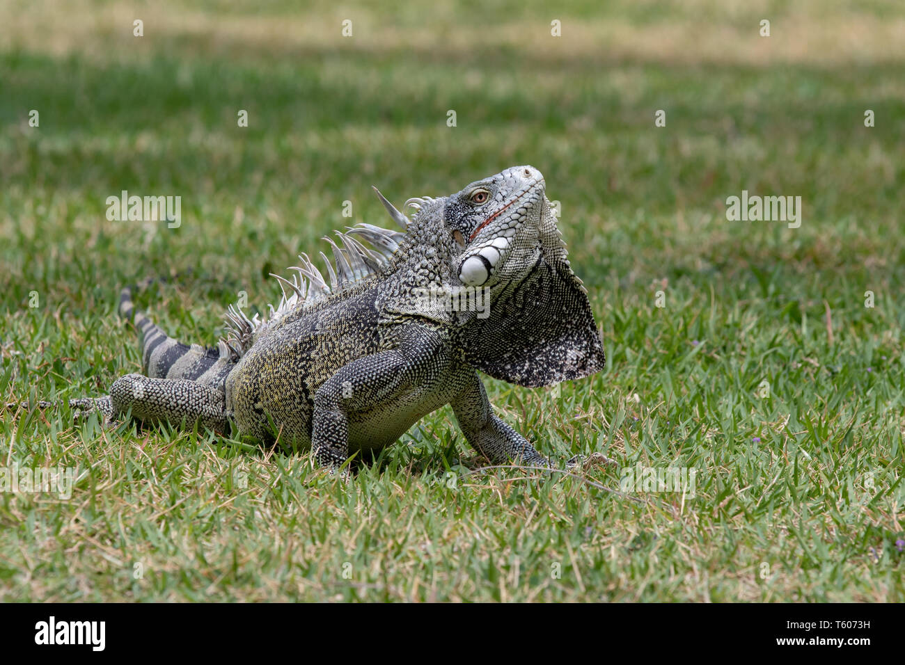 A green iguana displays its dewlap in Curacao Stock Photo