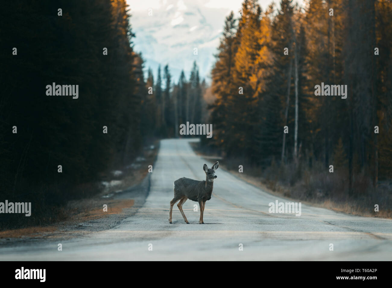 Dear crossing Bow Valley Parkway between Banff and Lake Louise, National Park, Travel Alberta, Canadian Rockies, wildlife of Canada, North America Stock Photo