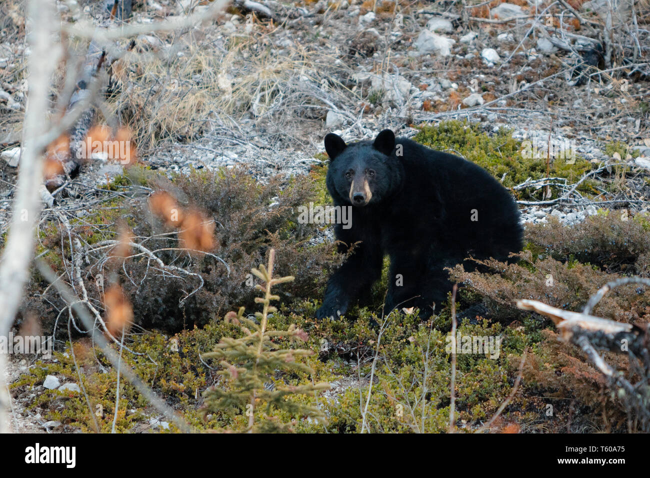Jasper National Park, Alberta, Canada, black bear wanders, Travel Alberta, Canadian Rockies, Icefields parkway, Maligne Lake, Banff, North America wildlife Stock Photo
