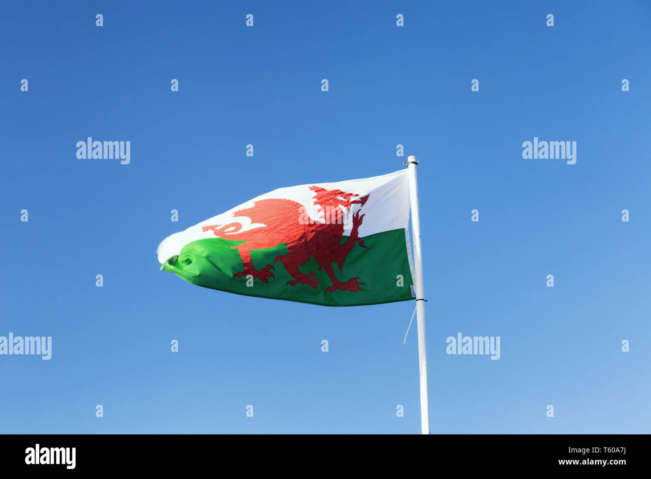 The Red Dragon flag of Wales on blue cloudless sky background. Stock Photo