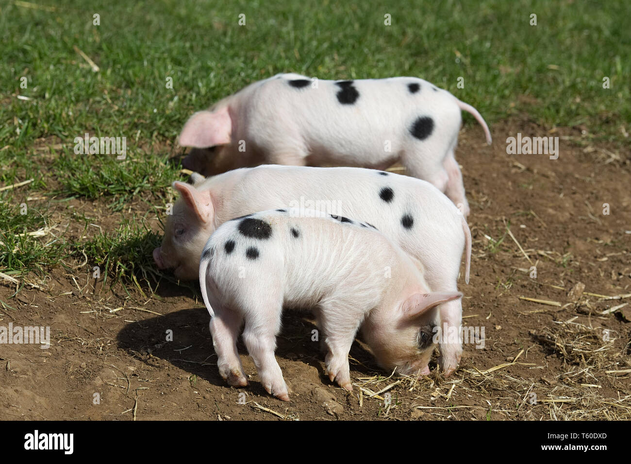 Gloucester old spot piglets, Three little pigs Stock Photo