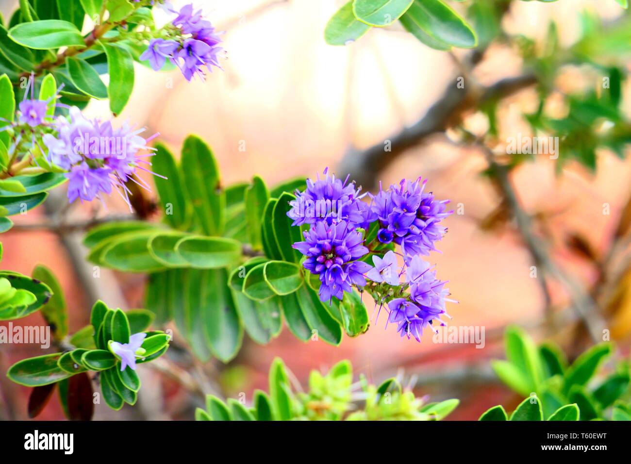 Close up photos of flowers hi-res stock photography and images - Alamy