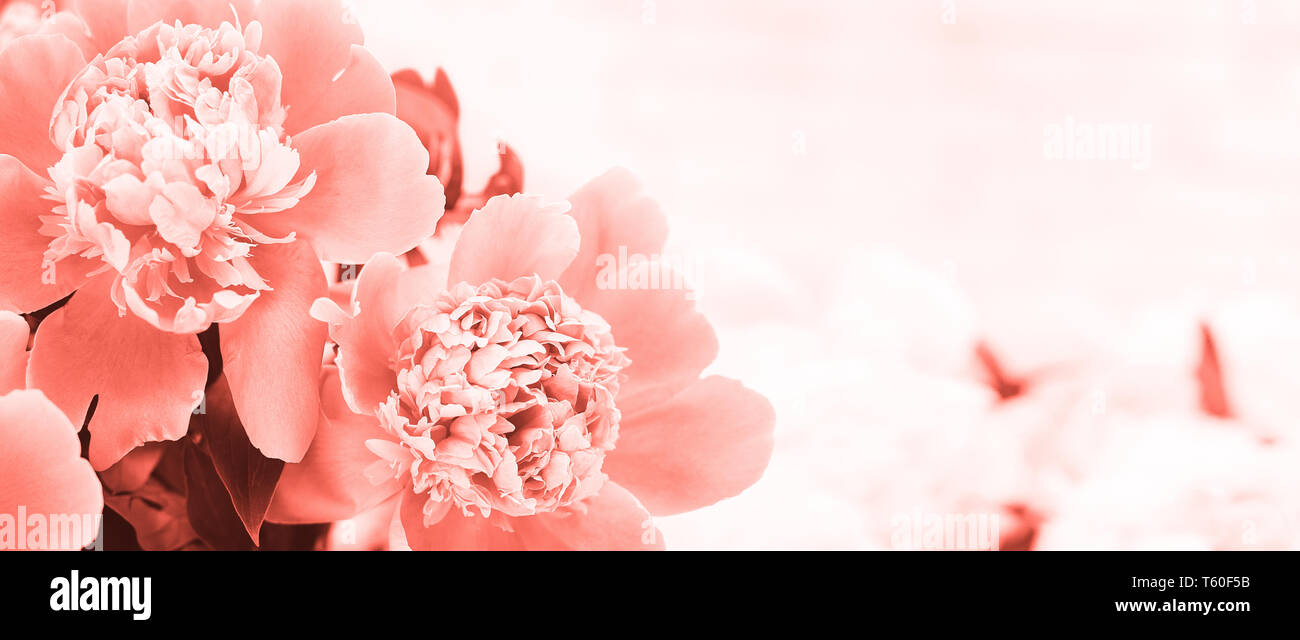 Spring flowers concept Stock Photo