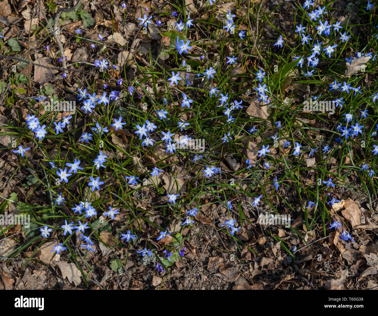 The bifolia shines blue among the dry leaves. Stock Photo