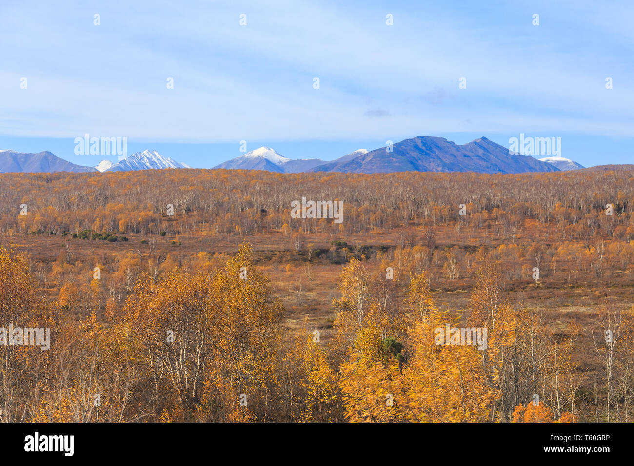 Eastern russia birch forest hi-res stock photography and images - Alamy