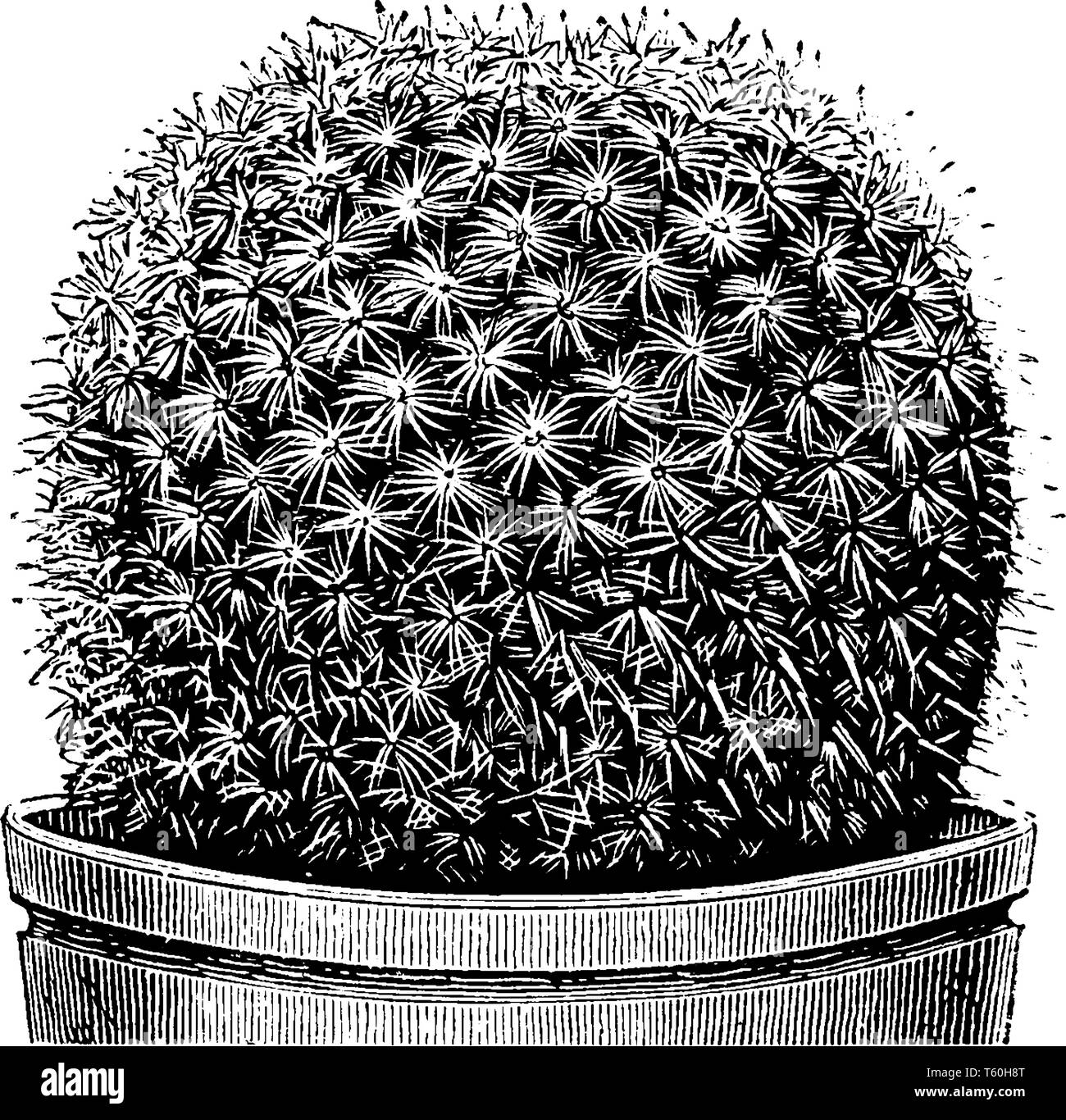A picture showing the plant of Mammillaria Haageana. Mammillaria Haageana is a cactus with bright carmine rose flowers, vintage line drawing or engrav Stock Vector