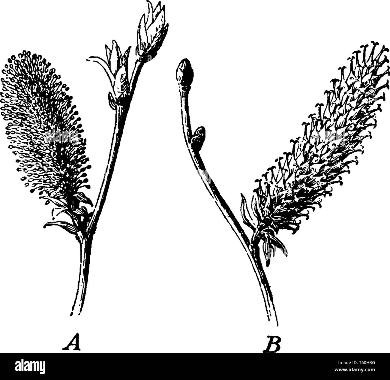 A picture showing branch of Willow tree bearing two Pistillate catkins, Staminate flower above, at the left and Pistillate flower below, at the right, Stock Vector