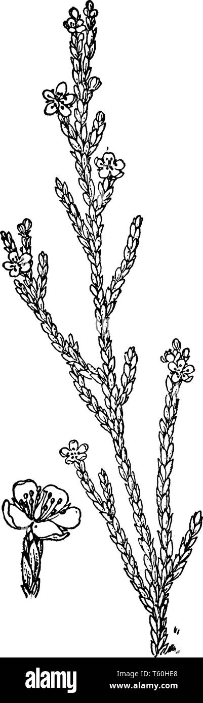 This pictures showing a H. tomentosa pant. The stems are long and thin. The leaves are small each leaves grow separately. This is from rock rose famil Stock Vector