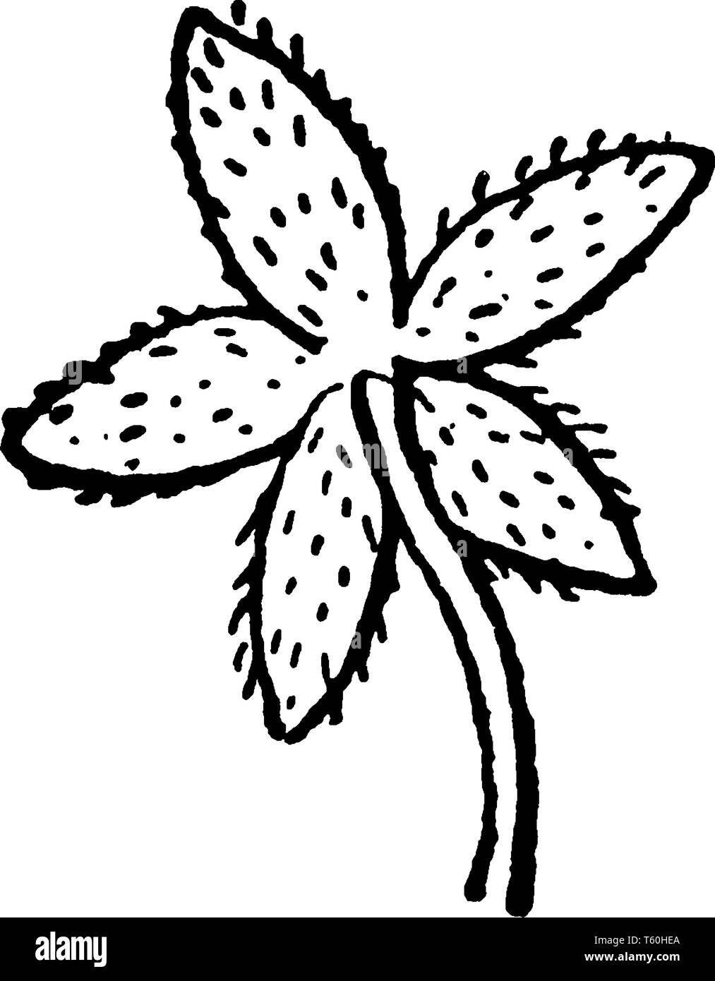 This is an image of Nodding Chickweed. The sepals are Lanceolate in shape with membranous margins and short-pubescent, vintage line drawing or engravi Stock Vector