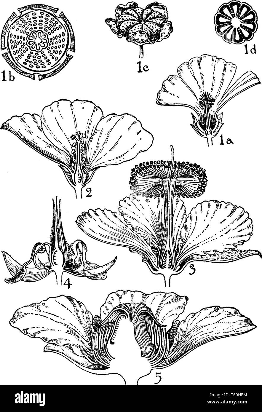 The Flowers showing in the picture are (1) Malva, (2) Hibiscus, (3) Adansonia, (4) Theobroma, and (5) Dillenia. The families of the flowers are Malvac Stock Vector