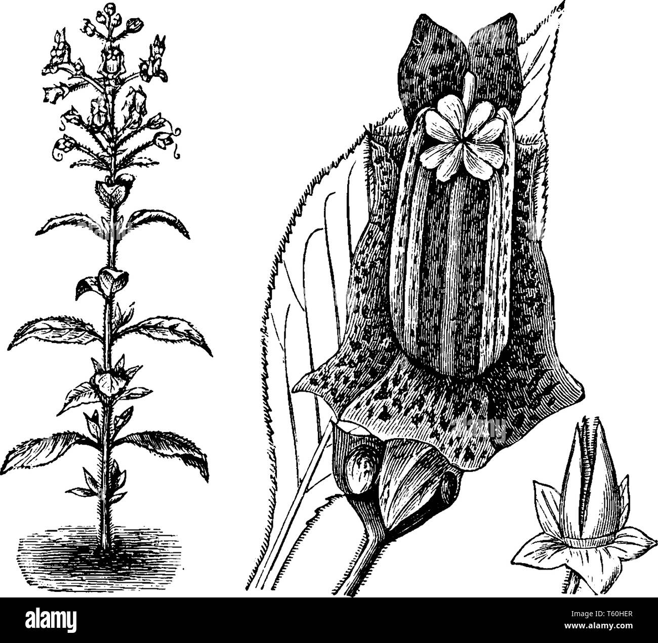 An image showing the plants and flowers of Lietzia Brasiliensis, they are leaf and stem-haired, vintage line drawing or engraving illustration. Stock Vector