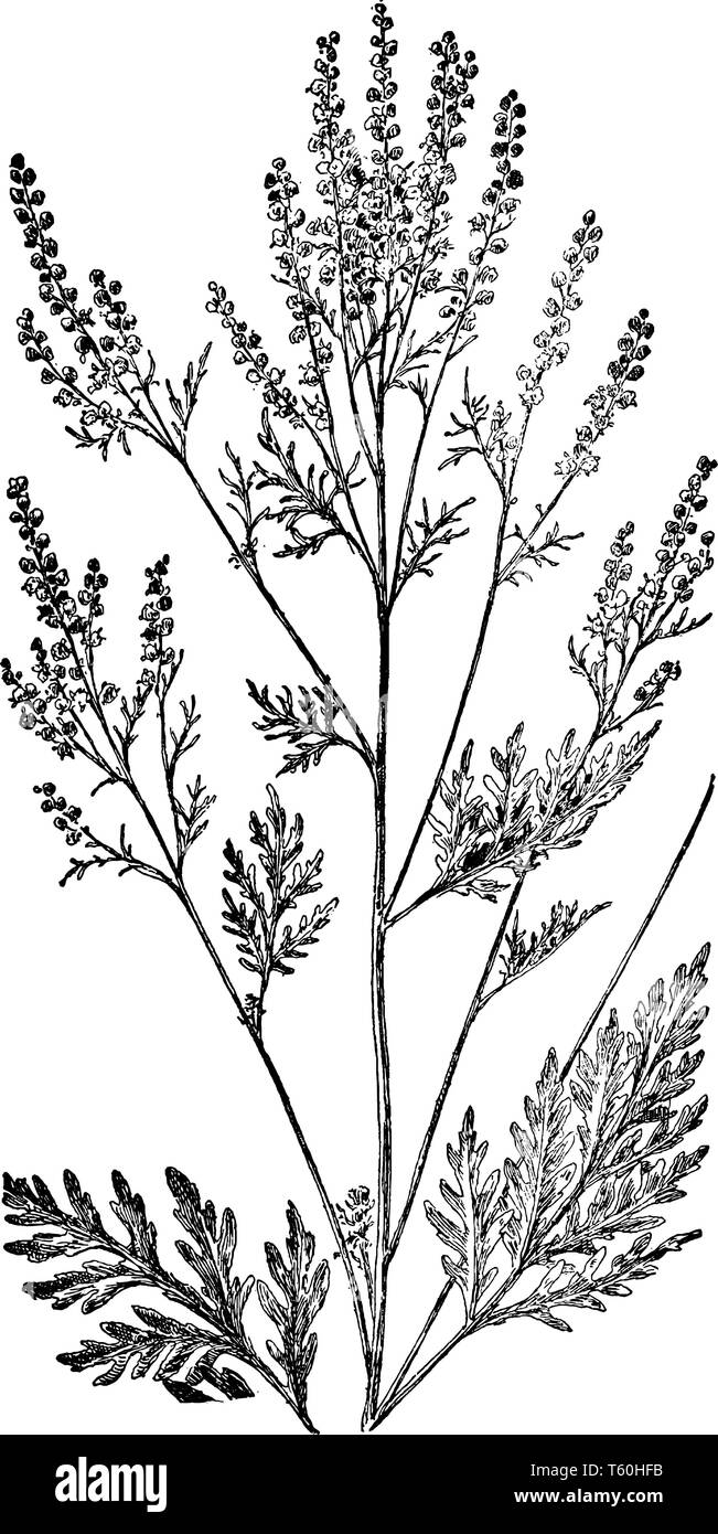 The Roman wormwood or small absinthe is an herb. The species name, artemisiifolia, is given because the leaves were thought to bear a resemblance to t Stock Vector