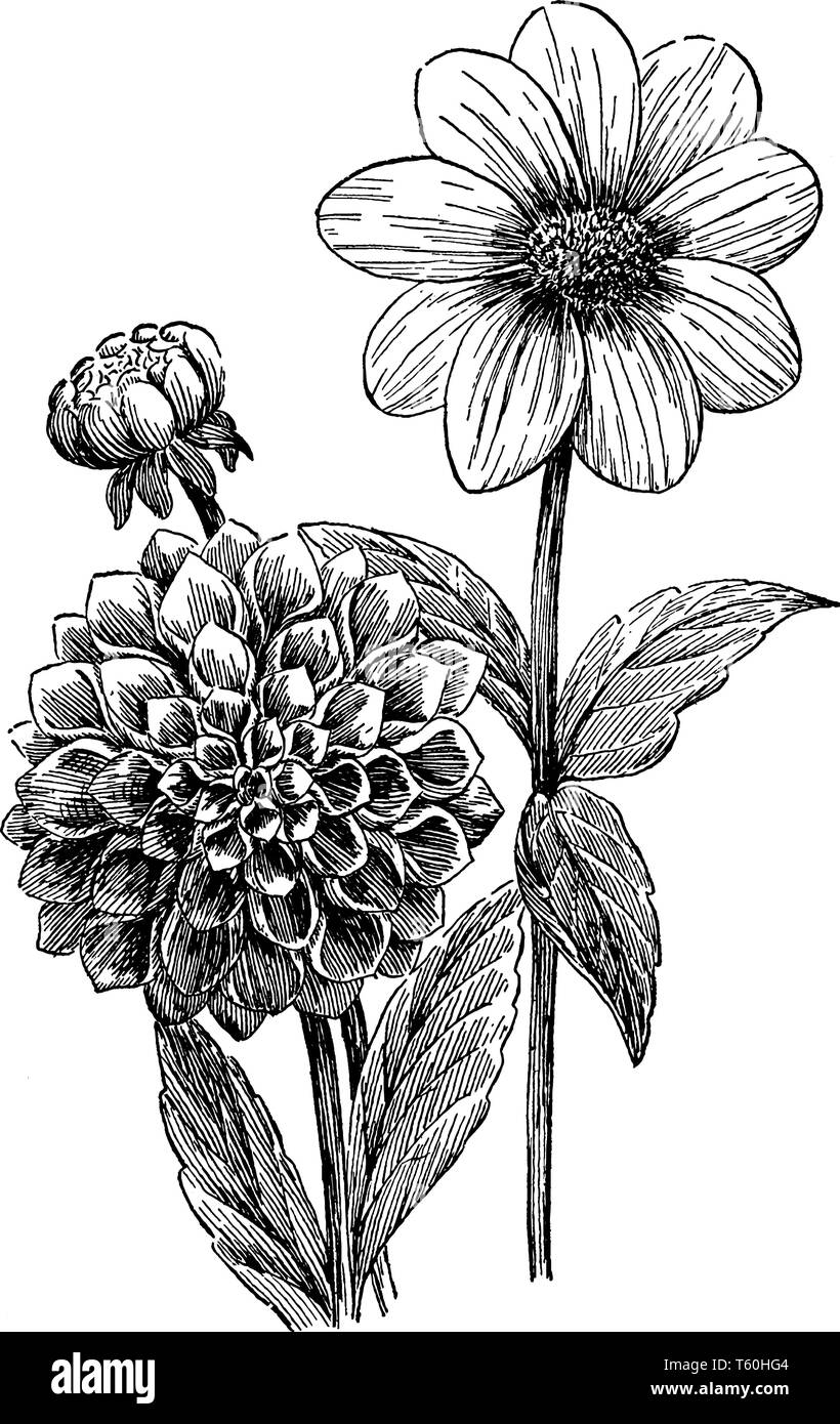 A picture is showing Dahlia. This is a variety of dahlias. Right is Single Petal Dahlia and left is double flowering Dahlia or Ball shaped dahlia, vin Stock Vector