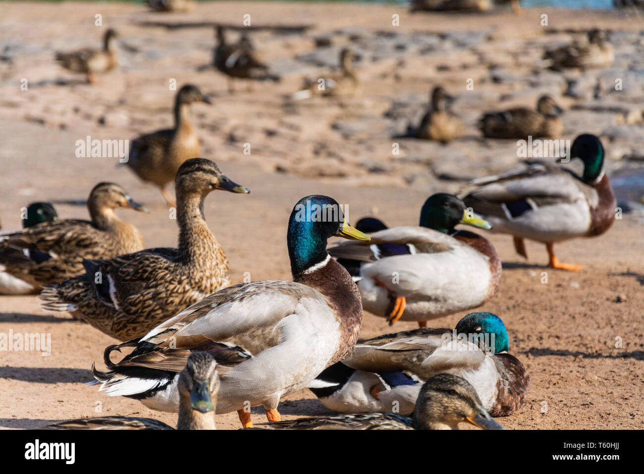 Male and female Mallard ducks (Anas platyrhynchos) by the side od the River Severn on a sunny day. Upper Arley, Worcestershire, UK Stock Photo