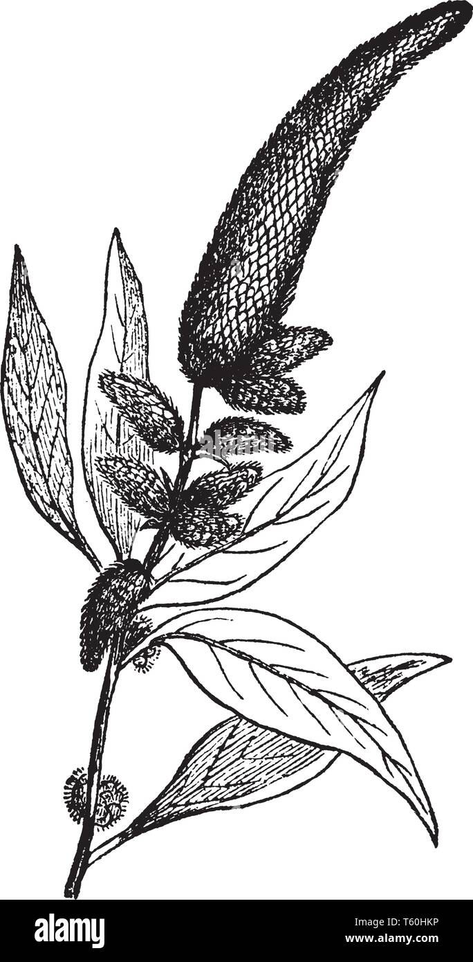 A picture shows Amaranth Plants. It is a cosmopolitan genus of annual or short-lived perennial plants. Some amaranth species are cultivated as leaf ve Stock Vector