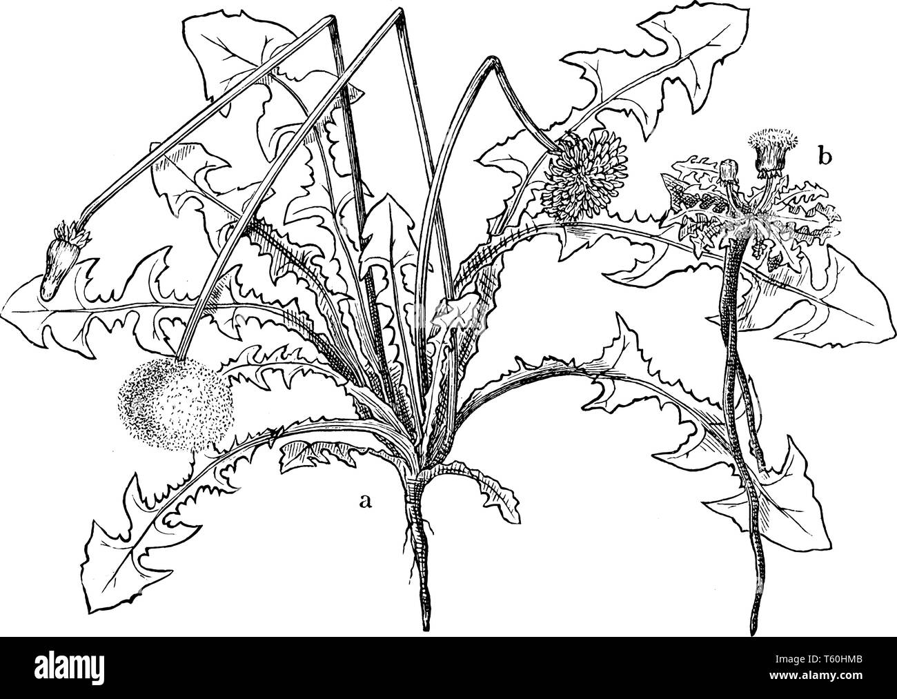 Common Dandelion is a flowering herbaceous perennial plant and these also known as taraxacum officinale, vintage line drawing or engraving illustratio Stock Vector