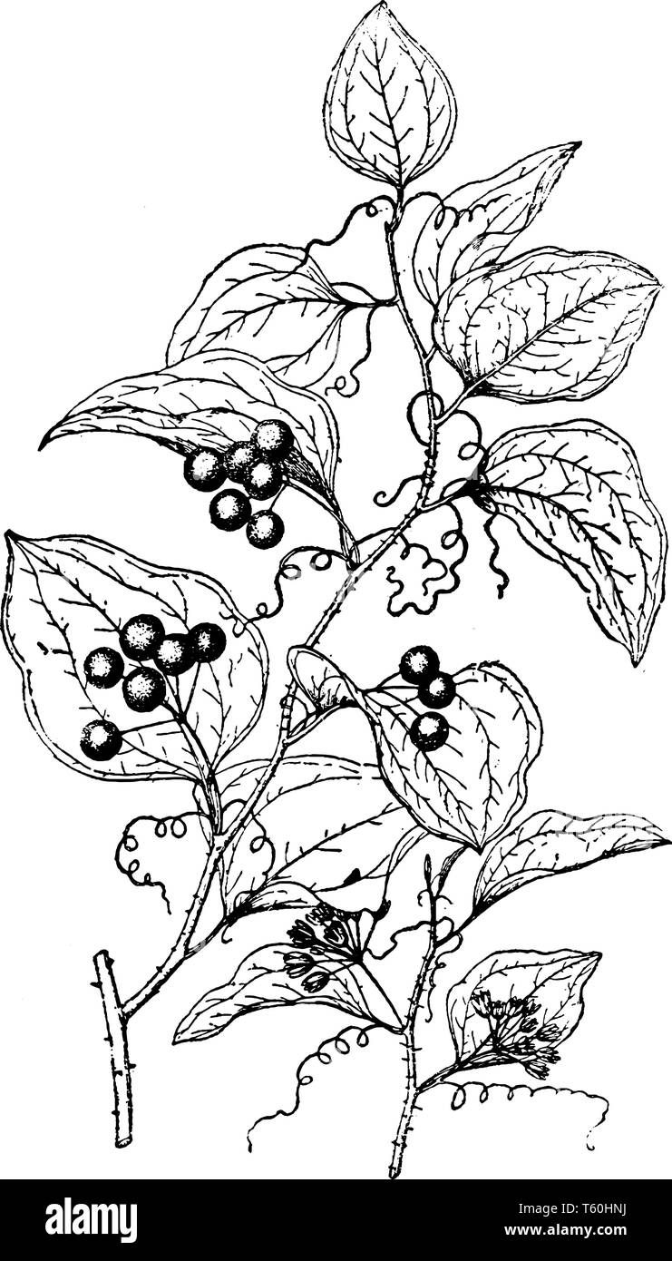 This picture belongs to a plant called Smilax Glauca, a vine associated with the Smilarcaceae family, whose leaves are gray and white, vintage line dr Stock Vector