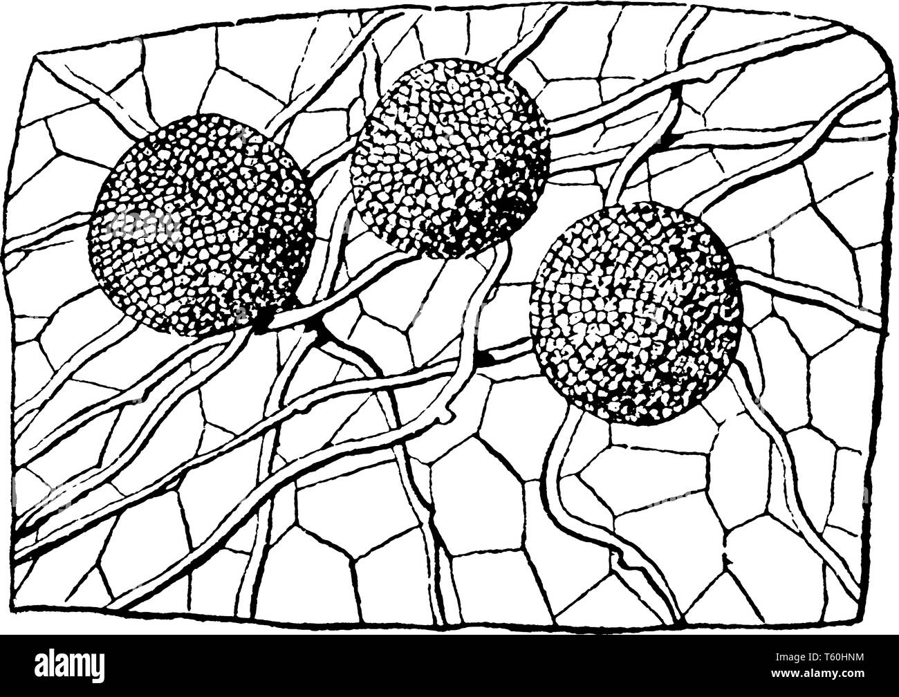 A picture showing the Erysiphe Communis, powdery mildew, that is on the epidermis of the leaf of the flower, Indian beet, vintage line drawing or engr Stock Vector