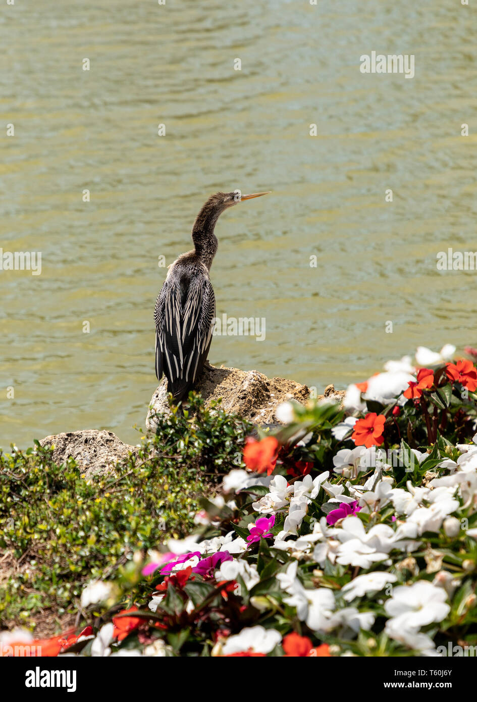Anhinga bird, also known as Anhinga anhinga and the snakebird or American darter, by a pond behind a bed of flowers in spring in Naples, Florida. Stock Photo