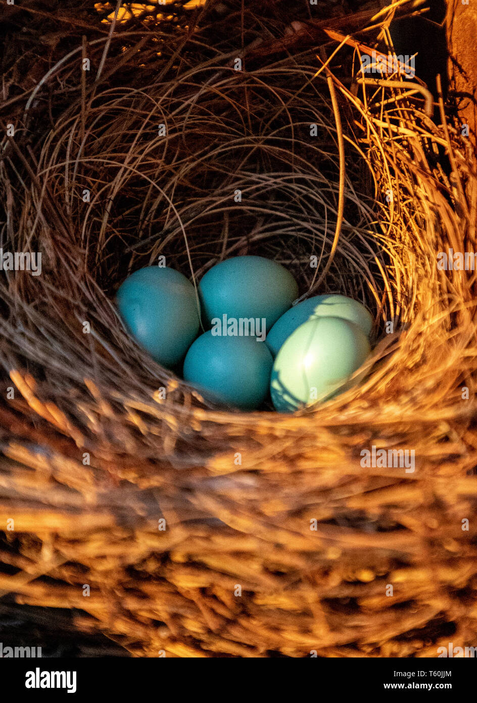 Bluebird eggs hi-res stock photography and images - Alamy