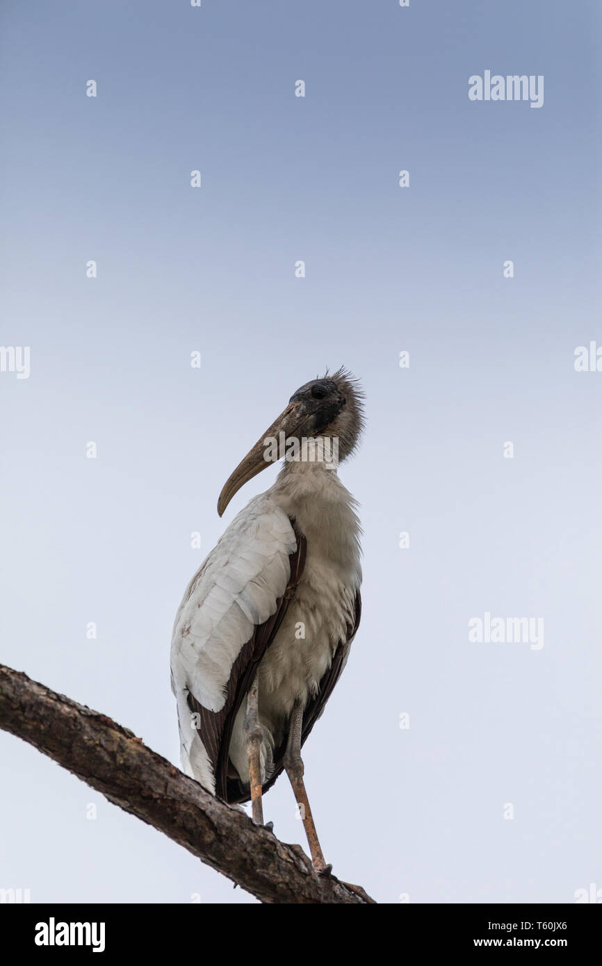 Gangly wood stork Mycteria americana perches high in a pine tree above ...
