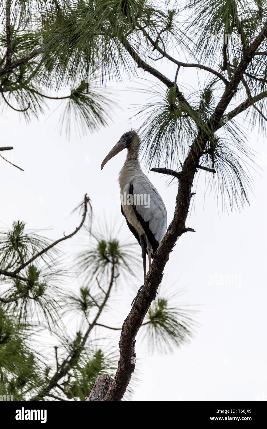 Gangly wood stork Mycteria americana perches high in a pine tree above ...