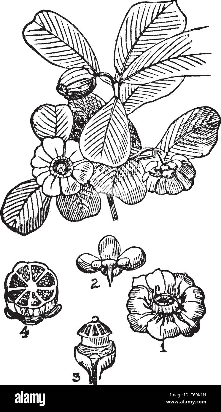 Flowering branch of clusia rosea. Illustrated are1.) Expanded flower 2.)A calyx seen from below 3.) Flower ovary 4.)A transverse section of a fruit, v Stock Vector