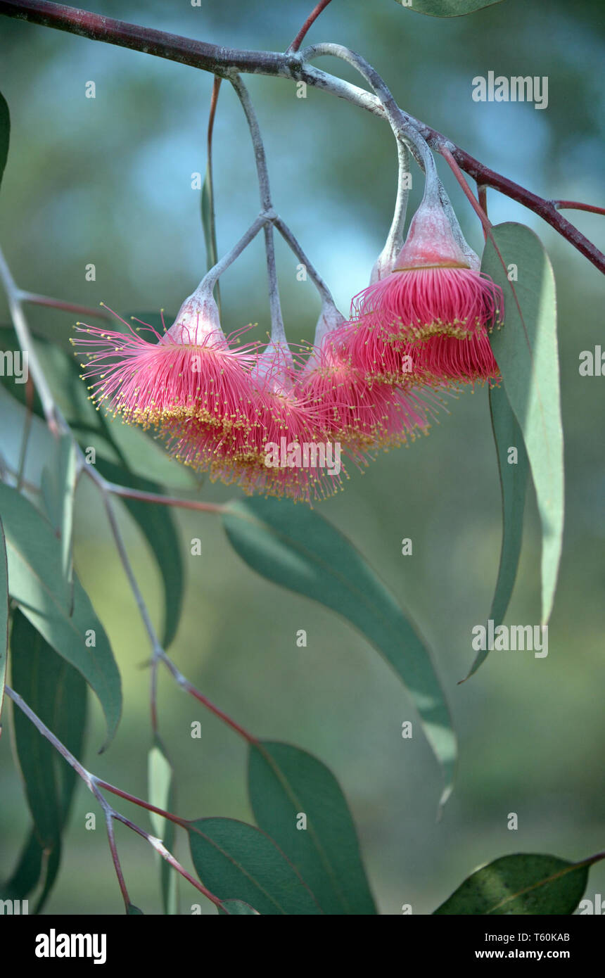 Pink blossoms and grey green leaves of the Australian native mallee tree Eucalyptus caesia, subspecies magna, family Myrtaceae. Stock Photo