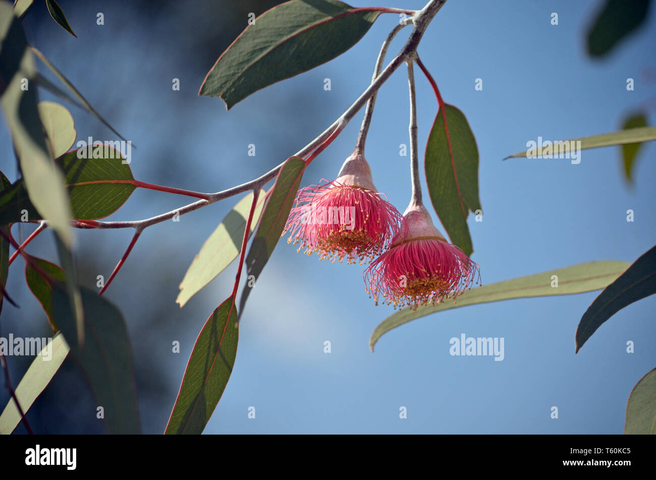 Two pink blossoms of the Australian native mallee tree Eucalyptus caesia, subspecies magna, family Myrtaceae, under a blue sky. Stock Photo