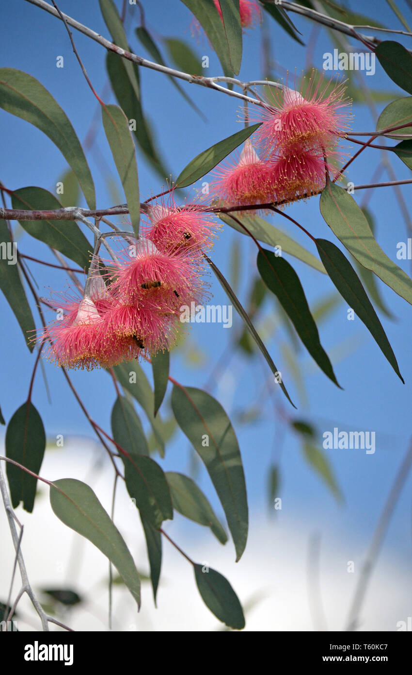 Pink blossoms of the Australian native mallee tree Eucalyptus caesia, subspecies magna, family Myrtaceae, under a blue sky. Stock Photo