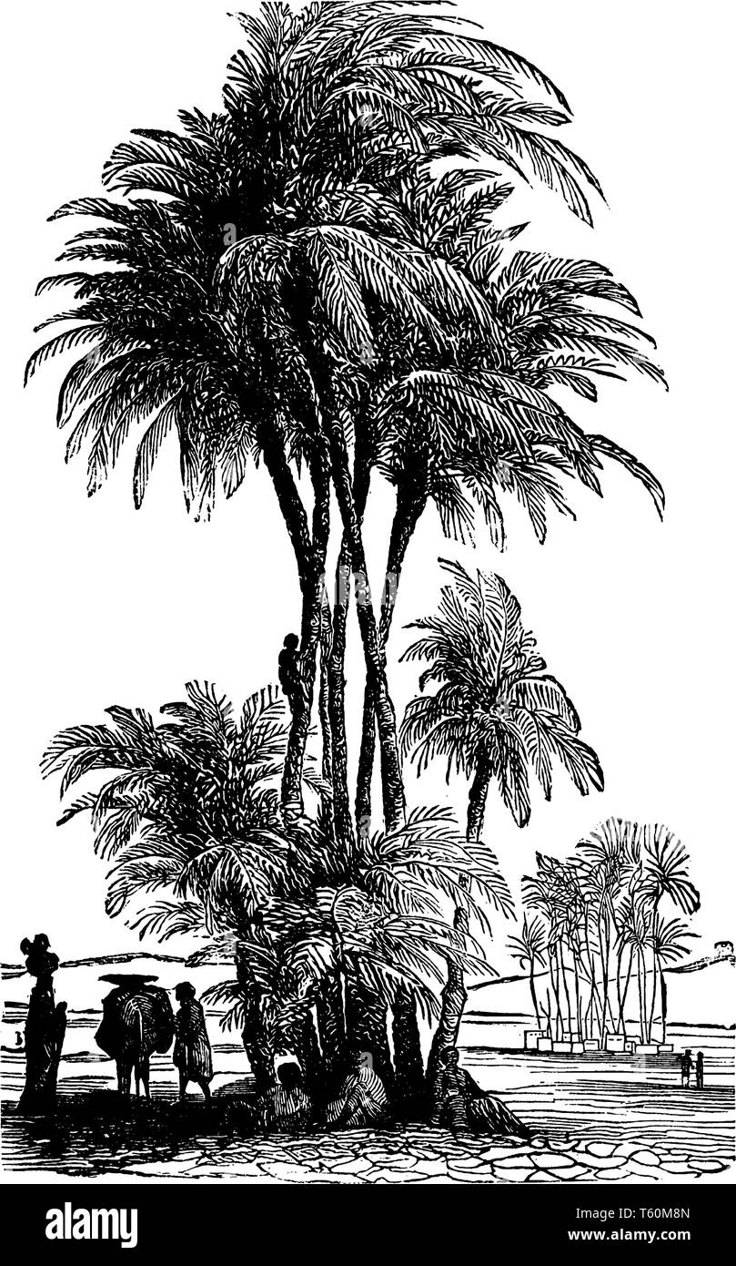Date Palm of the Lower Euphrates is one of the oldest fruit trees in the world, vintage line drawing or engraving illustration. Stock Vector