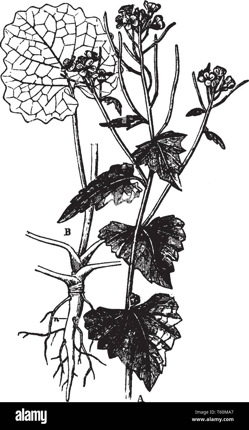 Garlic mustard or jack by the hedge Stock Vector Images Alamy