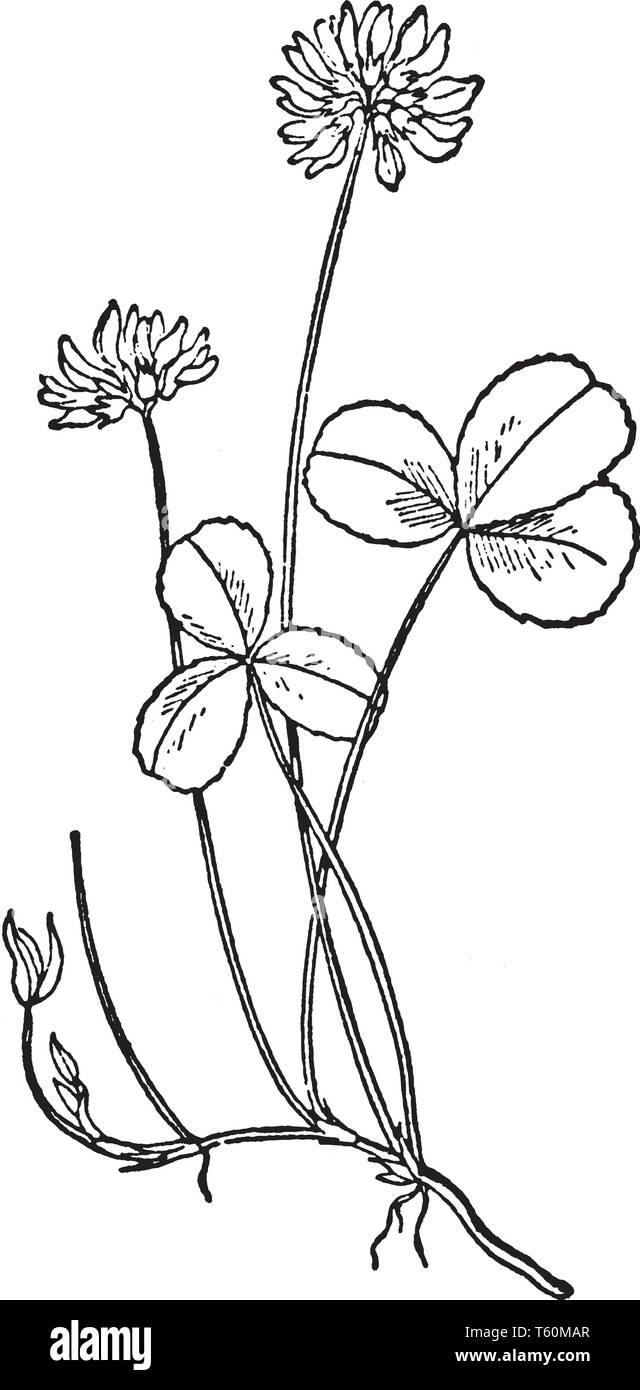 A picture is showing White Clover, also known as Trifolium repens. It belongs to bean family, Fabaceae. Flowers are white and leaves are elliptic to e Stock Vector
