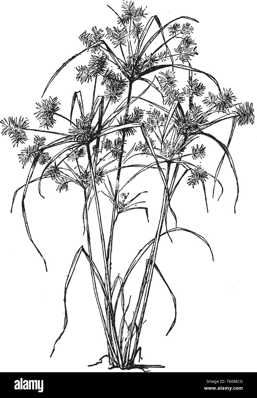 Cyperus esculentus is the common name of Chufa which is a tropical or subtropical plant. The tubers of the plant are edible, vintage line drawing or e Stock Vector