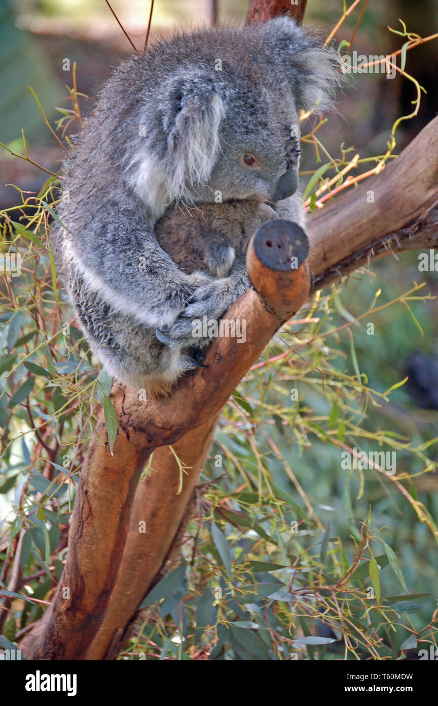 koala in tree Stock Photo
