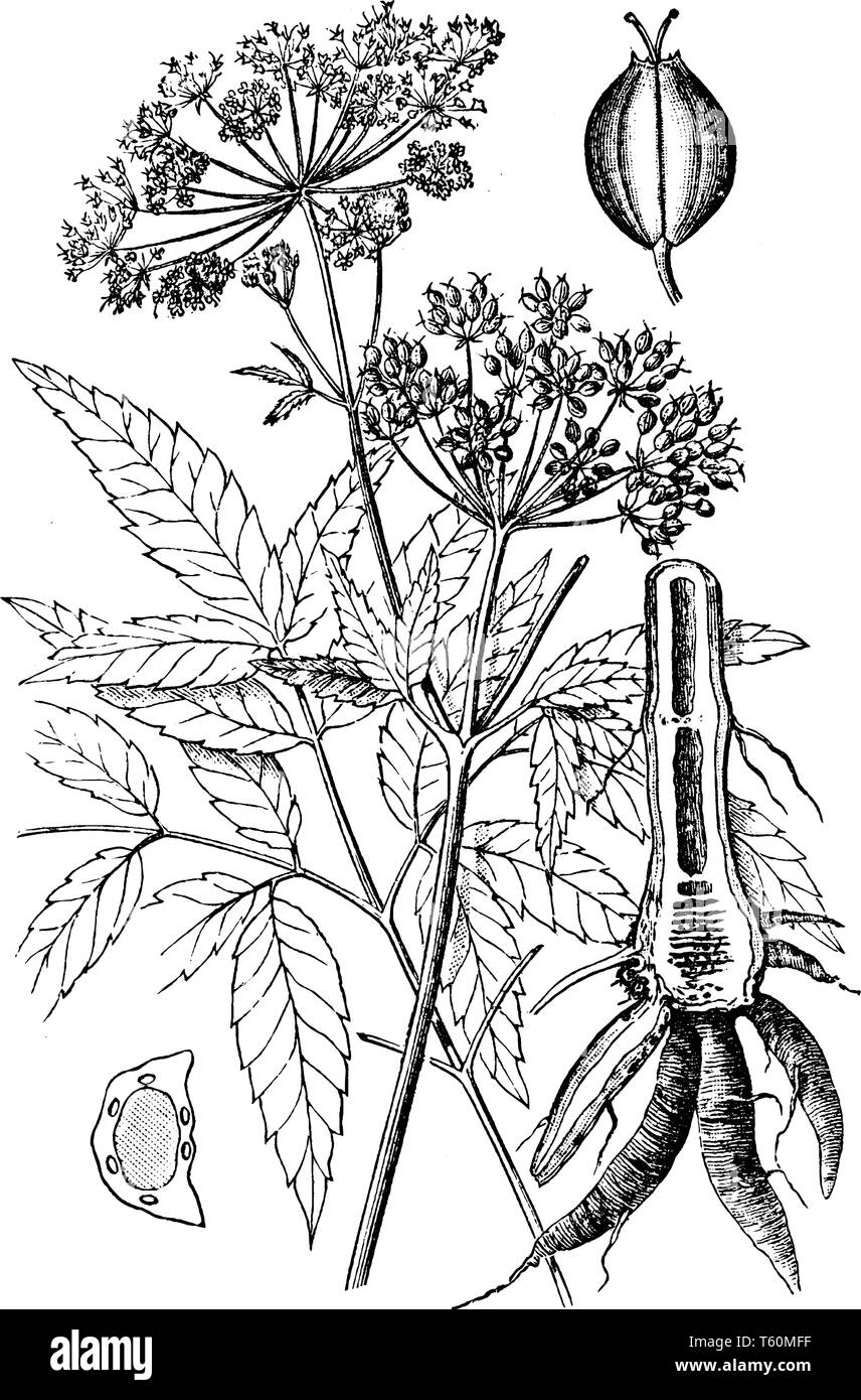 Water hemlockis one of the most deadly poisonous plants in North America. It identified with