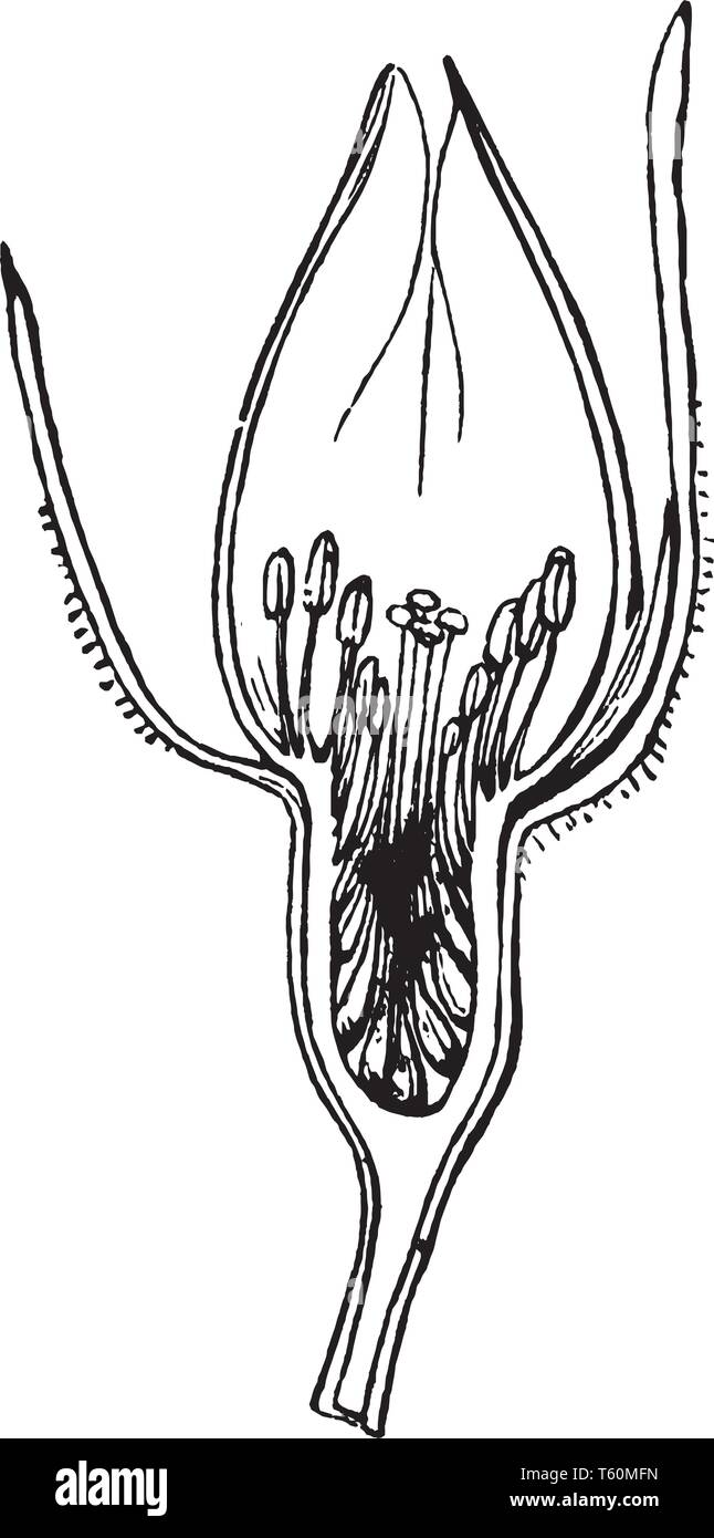 The section of a rosebud is shown in this picture, rosebud, vintage line drawing or engraving